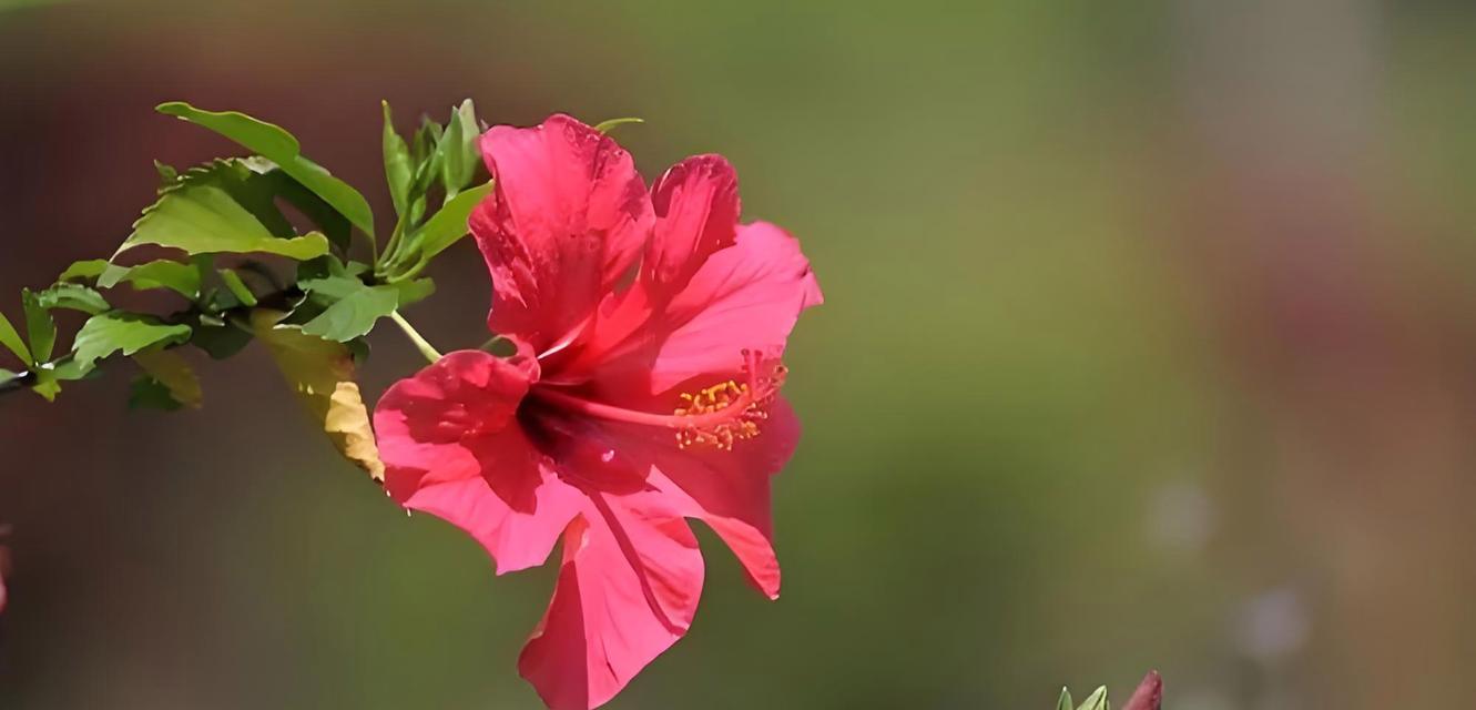 扶桑花的开花频率（探秘扶桑花一年开几次花，了解其生长规律）