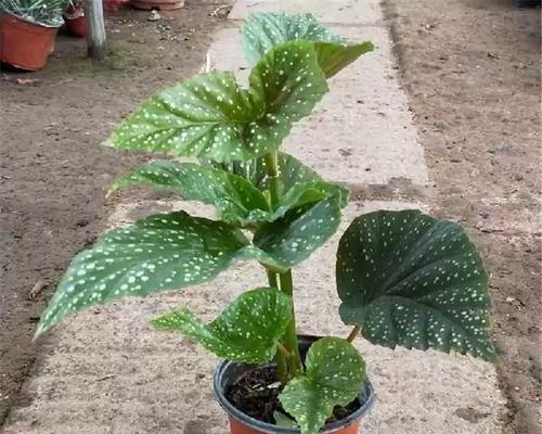 海棠是否为木本植物？（探寻海棠的植物学特征）