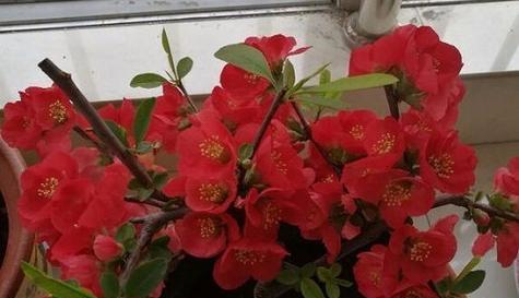 粉掌冬天养护指南（冬季如何保护粉掌免于冻害）