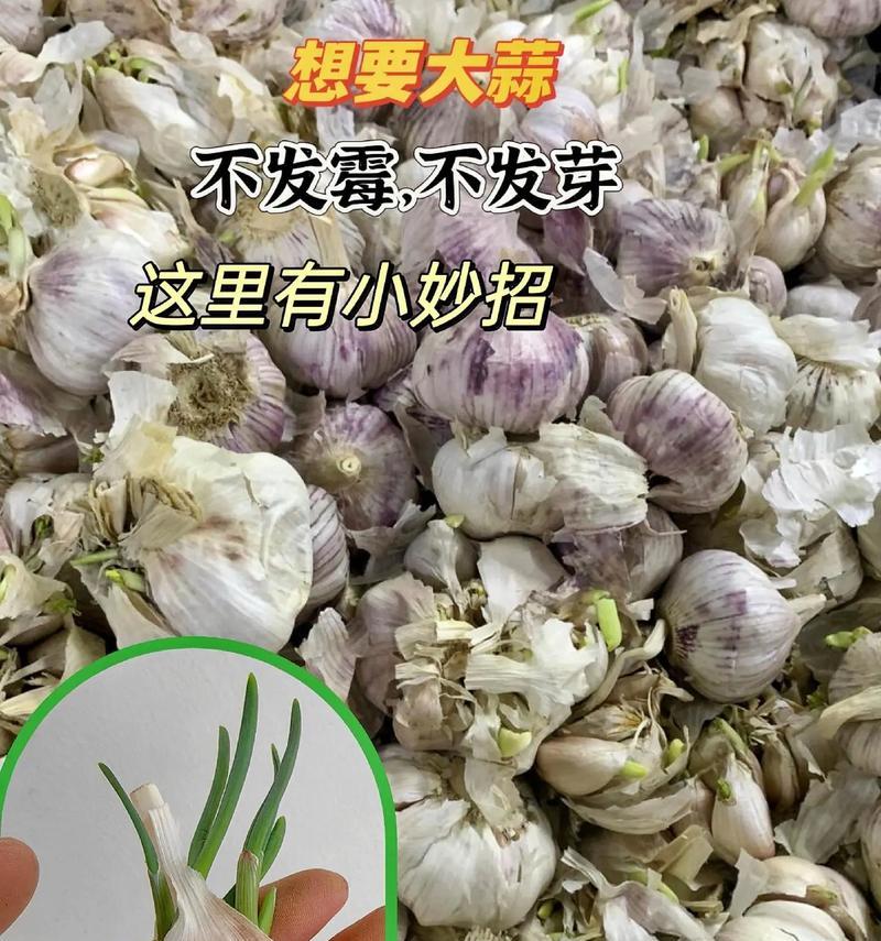 大蒜的妙招——如何让大蒜保鲜保存更久（掌握这些方法，让你的大蒜保存更加长久）