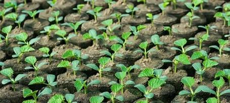 复合肥化成水可以浇菜吗？（探究复合肥的使用方法及注意事项）