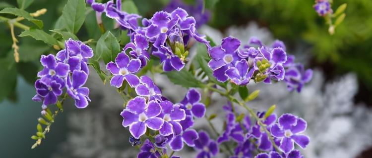 蕾丝金露花怎么养开花（从育苗到开花，一步步教你打造美丽的蕾丝金露花）