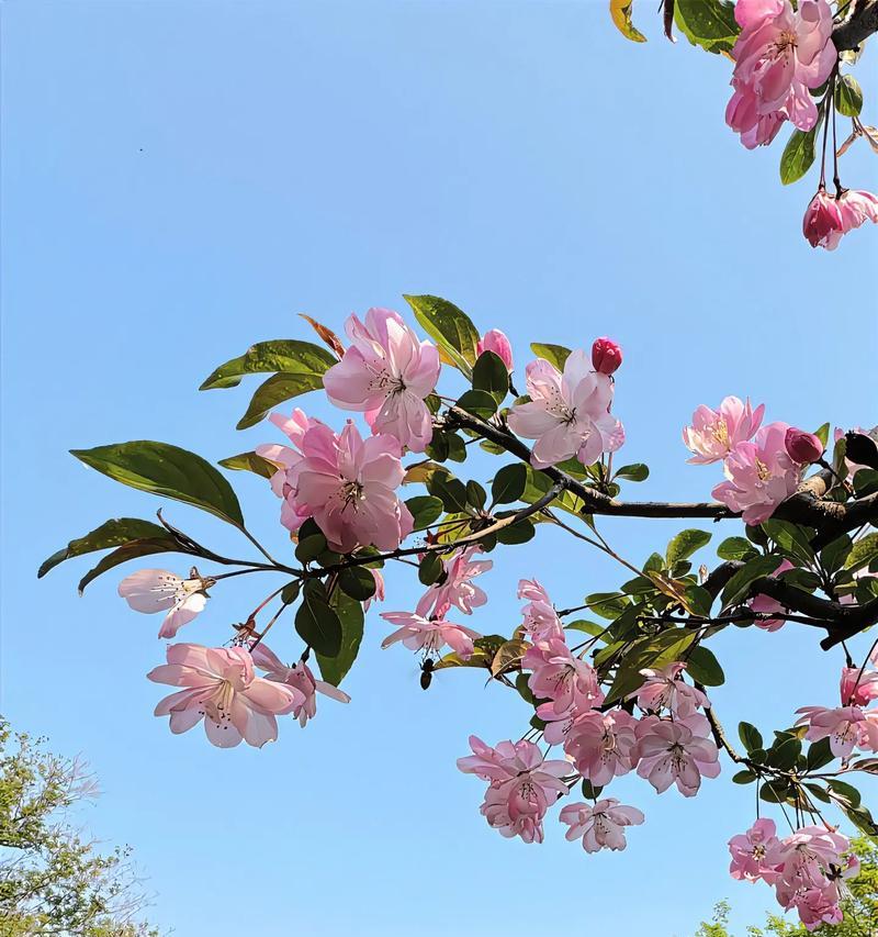 海棠的花语与文化意义（探究海棠花的花语及其文化内涵）