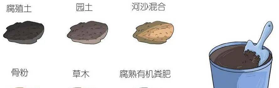 火龙果扦插几年能结果？（种植火龙果需要注意的问题。）