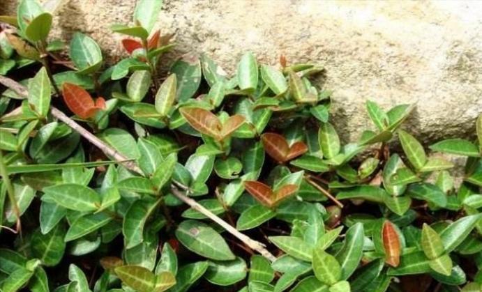 花叶络石冬天保养指南（冻死与否，全在你的掌握）
