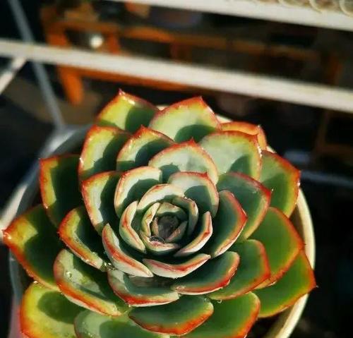 多肉植物耐寒能力的研究（探究多肉植物在不同低温下的适应性与生存能力）