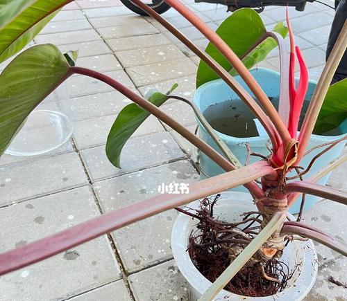 红钻花有毒吗？它适合放在室内吗？（红钻花的毒性、养护技巧及注意事项）