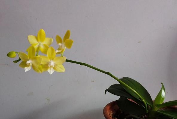 蝴蝶兰冬天可以开花吗？（解析蝴蝶兰在冬季开花的可能性）