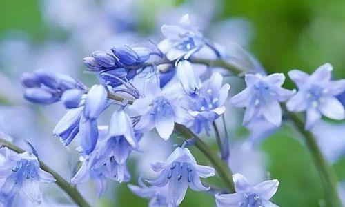风铃花的生长特点与养护方法（解读风铃花的多年生和适宜条件）