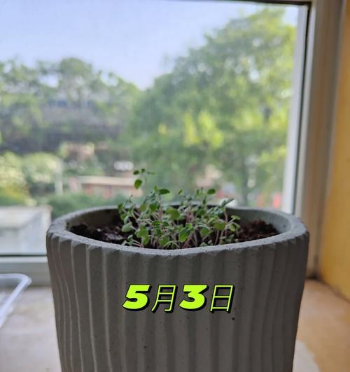 如何分盆薄荷最容易成活？（薄荷分盆的步骤及注意事项）