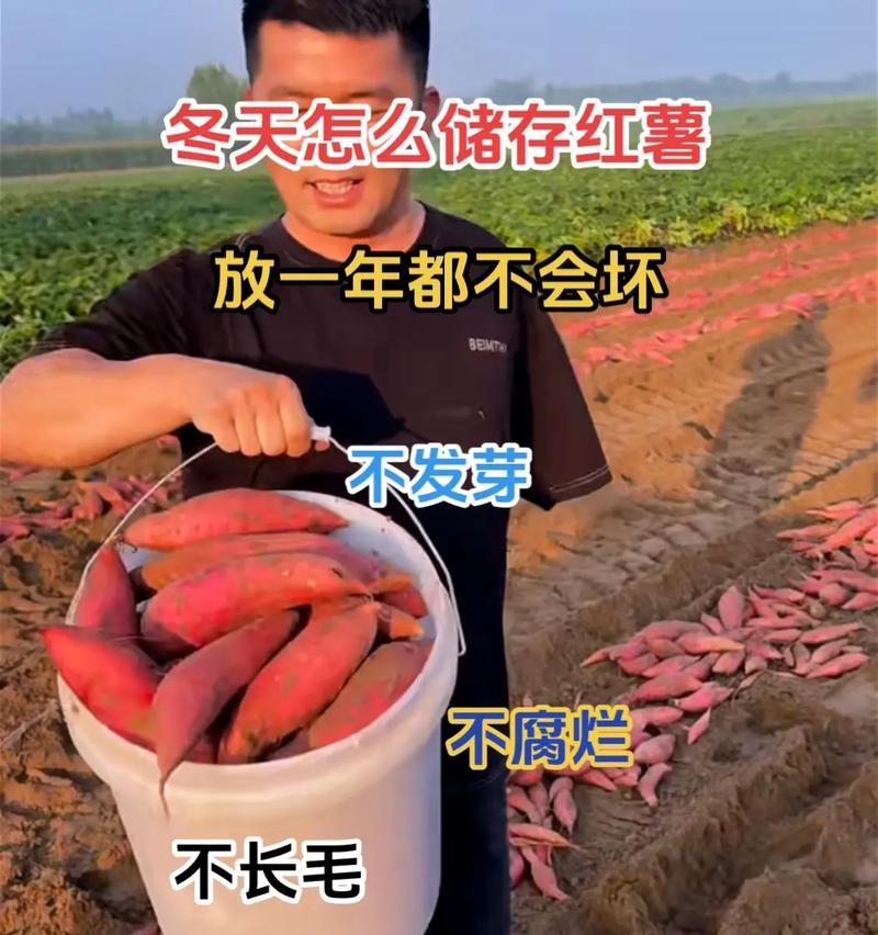 红薯的保存时间及方法（长时间保存红薯的妙招和注意事项）