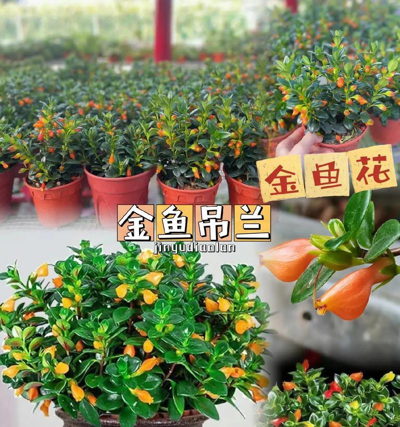 金鱼吊兰的盆栽技巧（打造盆栽美学的窍门，金鱼吊兰的盆栽注意事项与技巧）