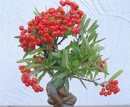 吉祥果盆景的养护方法与注意事项（打造寓意吉祥的盆景，）