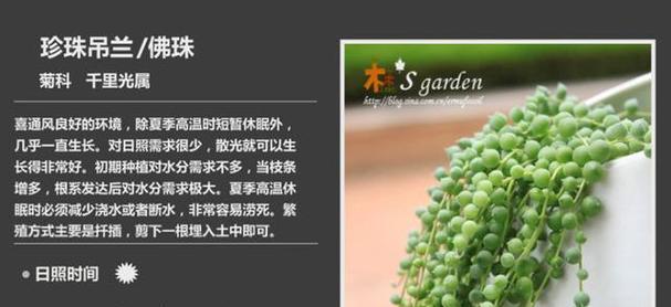 多肉佛珠水培养殖方法（从种植到养护全面指导，打造属于你的多肉佛珠）