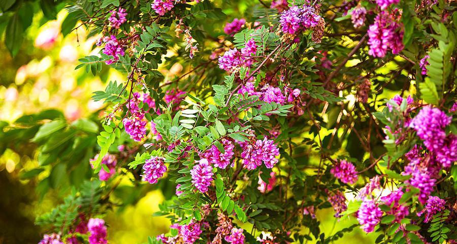 代表苦恋的花有哪些？（揭秘花语，相思之苦无法言说）