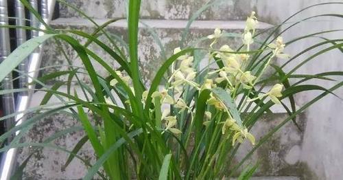 金铃花在冬天能否安然无恙？（冬天养护金铃花的七个诀窍）