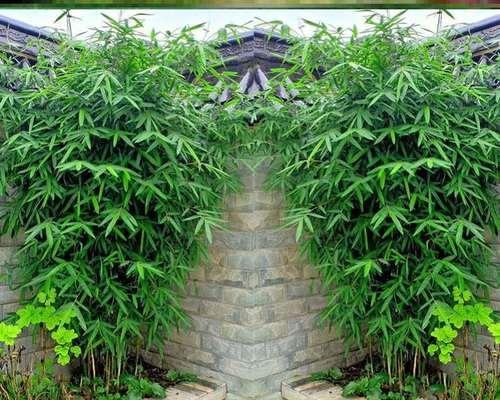 凤尾竹的剪枝时间和技巧（掌握正确的剪枝方法，让凤尾竹更健康）