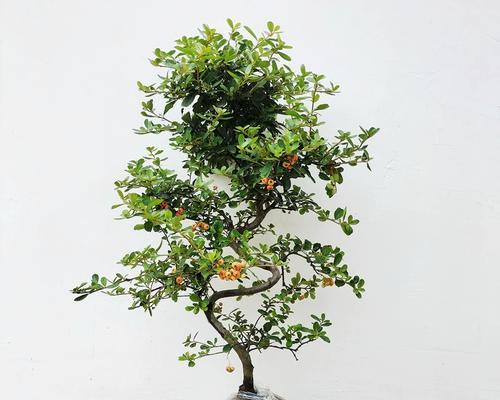 吉祥果盆景的养护方法与注意事项（让吉祥果盆景长得更健康、更美丽）