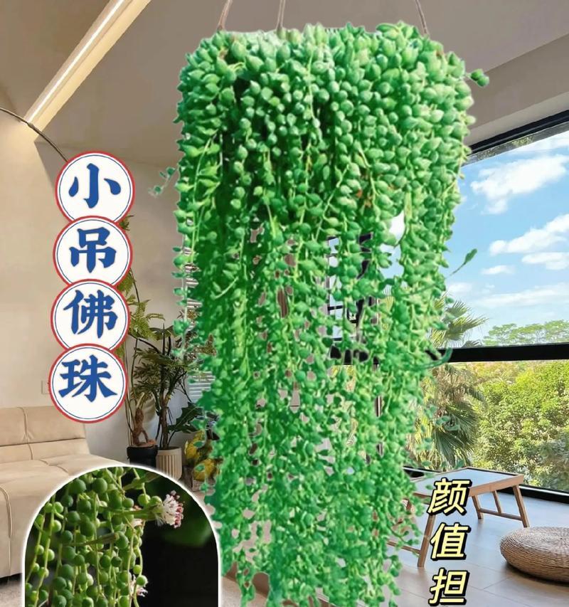 多肉佛珠水培养殖方法（简单易学，让您轻松拥有漂亮的多肉佛珠）