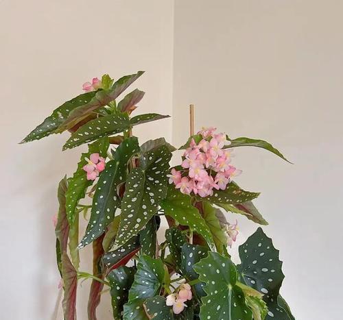 海棠不仅是美丽的花卉，更是珍贵的木本植物（探究海棠木本植物的特征和价值）