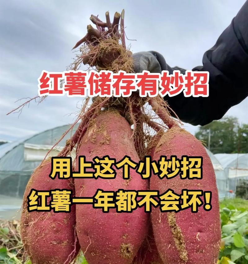 红薯的保存期限（红薯可以放多久不坏？）