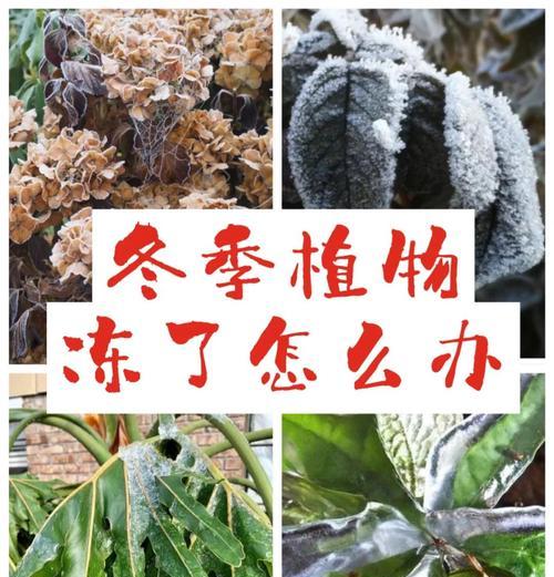 冬天栽种米兰苗的方法与技巧（雪花纷飞中，打造美丽的米兰花园）
