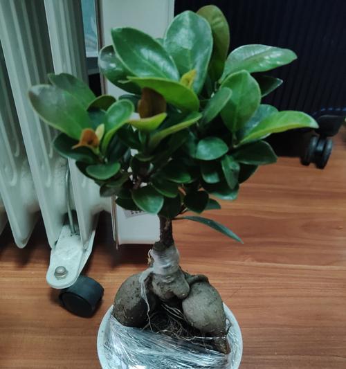 春季榕树盆景的搭理与养护（打造生机勃发的春季榕树盆景，让您的家居焕发新生机）