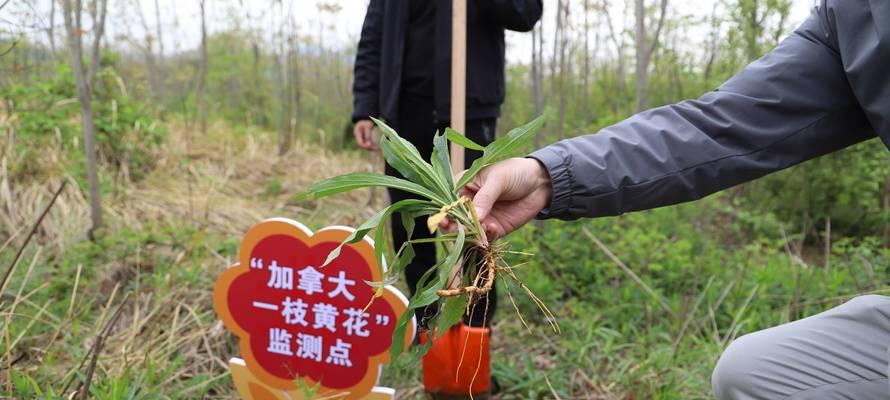 四季桂黄花病的防治措施（了解病因，科学防治，保护四季桂的生长）