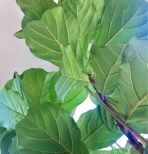 琴叶榕换盆后的浇水技巧（掌握合适的浇水间隔，让琴叶榕健康成长）