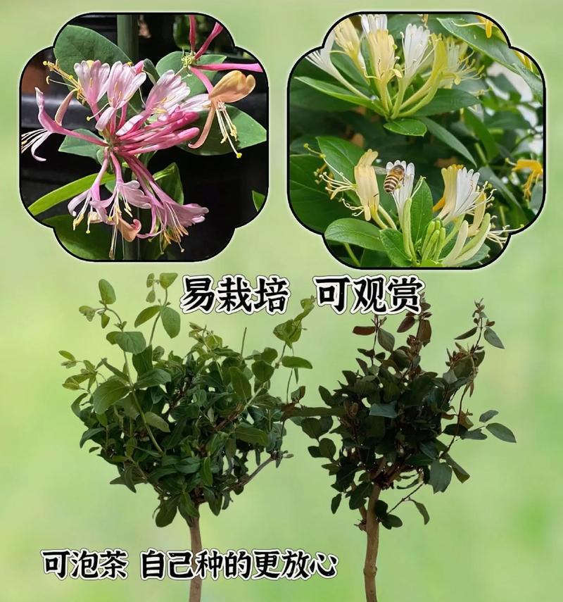 金银花盘栽修剪技巧（打造美丽的金银花盘栽，从修剪开始）