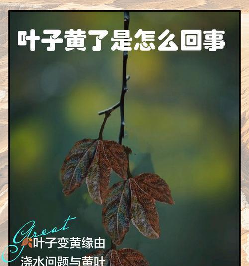叶子变黄的原因和处理方法（保护植物健康，重现翠绿盎然）