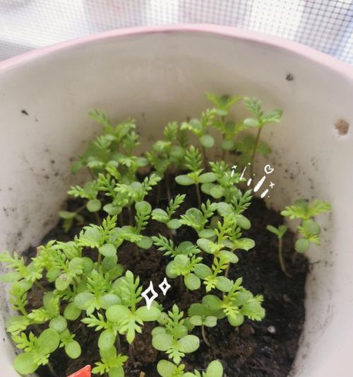 如何种植雏菊花种子（一步步教你成功培育出美丽的雏菊花）
