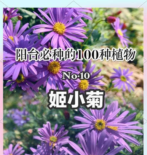姬小菊的花期（探究姬小菊开花的时间和特点）