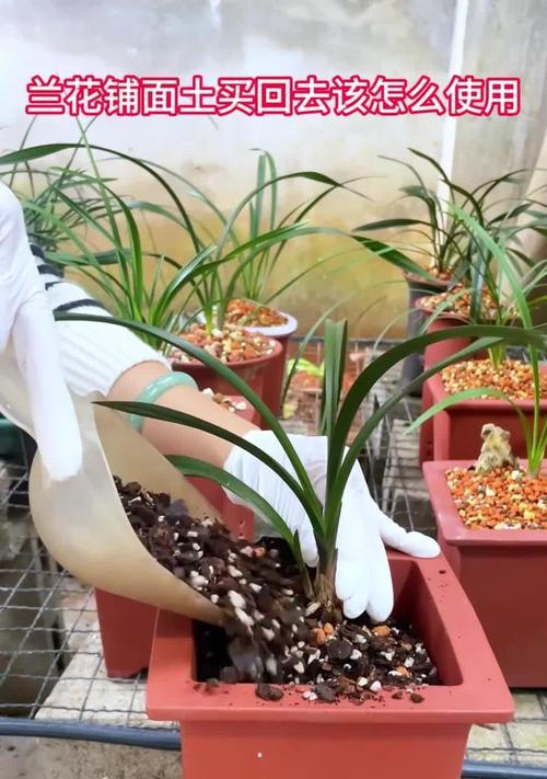 兰花新上盆的正确施肥方法（为您分享兰花新上盆时如何科学施肥的技巧）