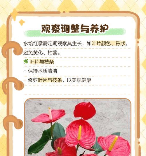 红掌植物水放多了的处理方法（红掌植物养护注意事项及水分调节要点）