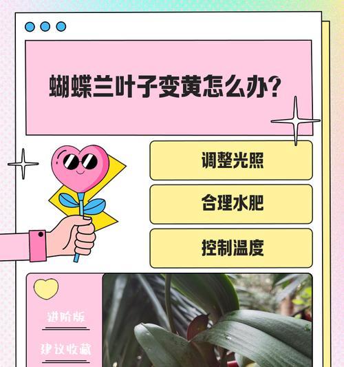 蝴蝶兰软腐病的防治方法（保护蝴蝶兰健康的关键措施）