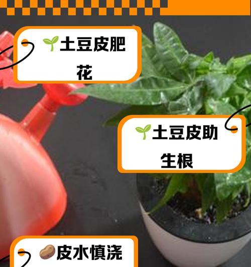 磷酸二氢钾（探究磷酸二氢钾对植物生长的影响）