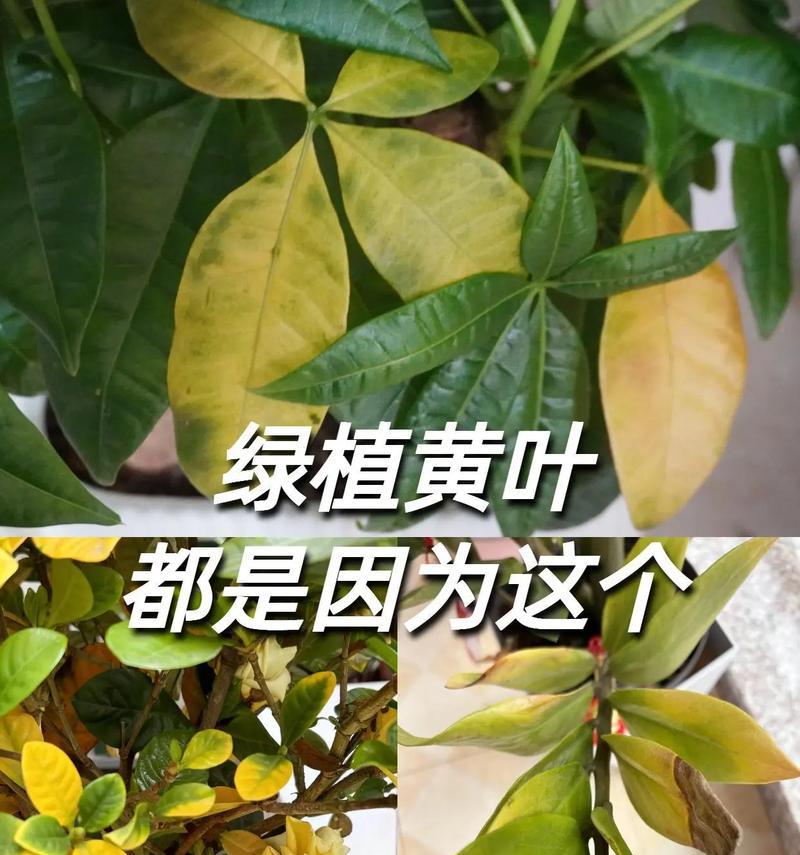 铁树叶子发黄的原因及处理方法（关注铁树叶子变黄，让你的植物健康生长）