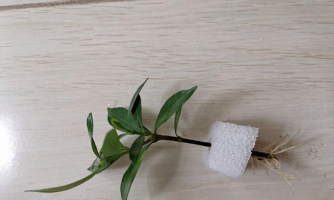 水培栀子花繁殖技巧与方法（栀子花水培繁殖的步骤和注意事项）