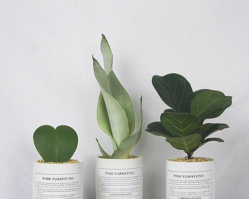 如何让鹅掌花保持绿意盎然（掌握关键技巧，让鹅掌花长青如玉）