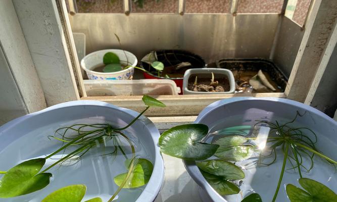 室内花卉怎样才能保持健康生长（以屋里种植花为乐，关键是科学养护）