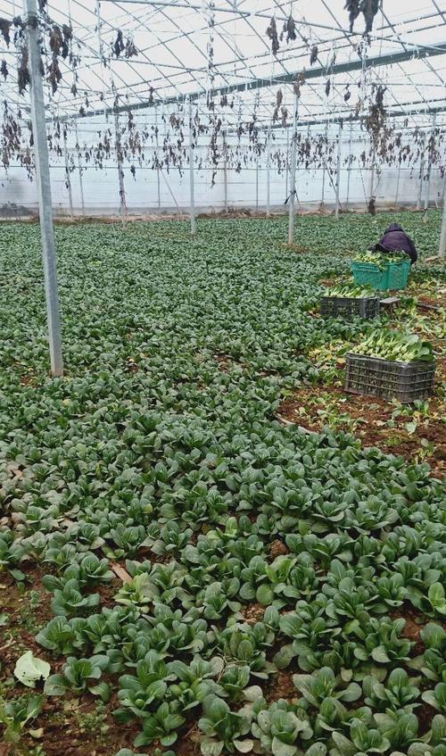 青菜成熟上市时间及注意事项（一年四季青菜成熟时间表，如何挑选优质青菜）