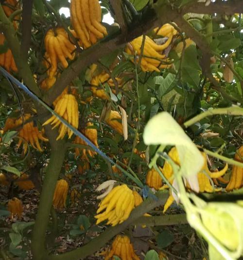 如何养护金佛手植物（了解金佛手的特点，掌握养护技巧）