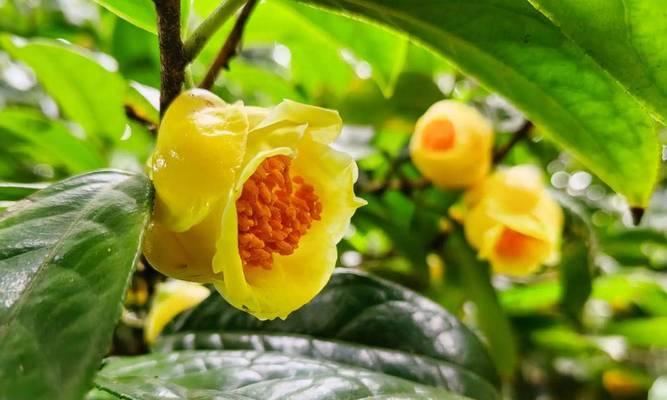 金花茶花期特点剖析（春季茶花绽放，品尝金花之美）