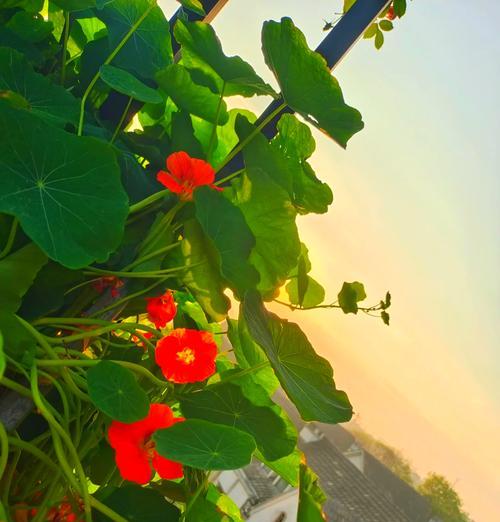 旱金莲——喜阳光的开花美景（以夏日为主的美丽花卉/赏花需要的小窍门）