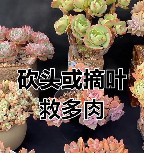 以多肉掰断了怎么办？（保护你的多肉植物和修复受损的方法）