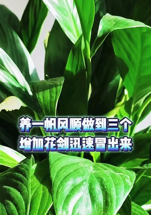 以土养一帆风顺——培养成功的关键（成功，土壤，养育，努力，奋斗）
