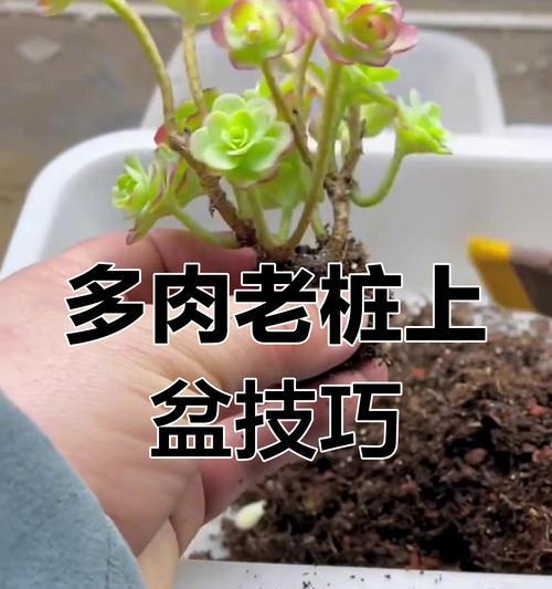 无土多肉的上盆技巧（打造健康多肉植物的关键步骤）