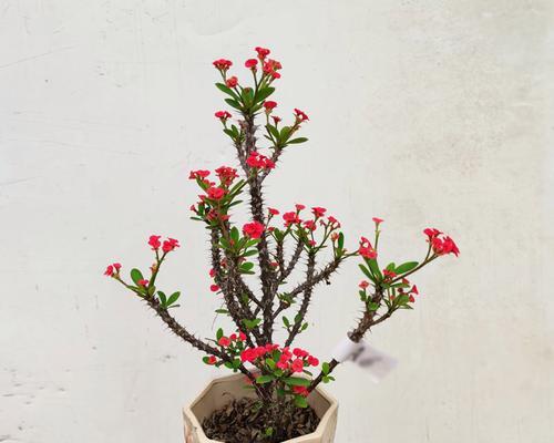 深盆与浅盆，谁更适合种植虎刺梅？（为你解析虎刺梅生长需要的盆型及种植技巧）
