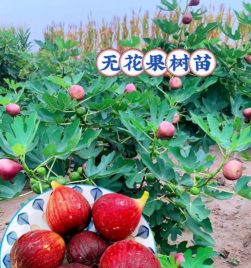 以无花果怎么做盆栽（打造绿色家居，享受无花果盆栽带来的美好生活）